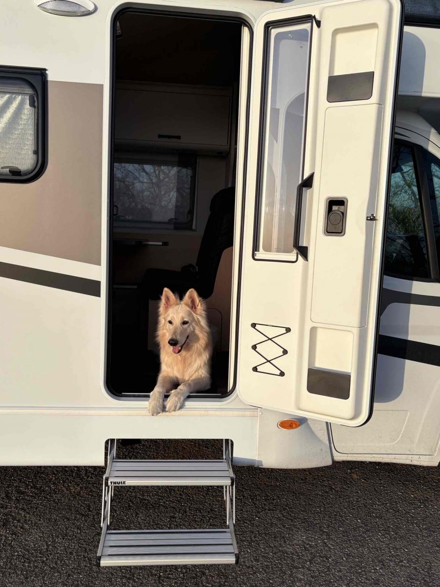 Ein Hund liegt in der Eingangstür von einem Hundewohnmobil